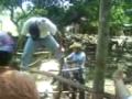 El patito feo de quechul rancho el guamuchilito