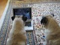 Hysterical! I love the followup: http://is.gd/4QzYx (watching themselves on YT) @missrogue: Classic! Pug Head Tilt x4 http://bit.ly/15LaqN