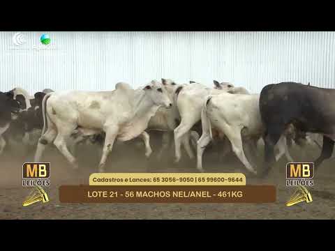 545� LEIL�O VIRTUAL MB LEIL�ES