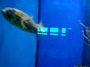 Aquarium... Aquario Marinho de Miami 