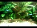 Sim, dá trabalho... mudar água, podar plantas, ver saúde dos peixes, parâmetros de PH/KH /GH, injecção CO2. Mas no final... definitivamente vale a pena. 