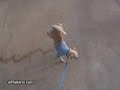 Perro meando