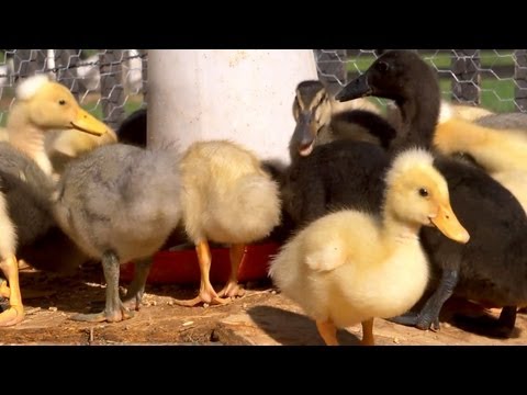 eHowPets - Subscribe for new episodes and more: http://www.youtube.com/subscription_center?add_user=ehowpets See more cute ducks: http://www.youtube.com/playlist?list=P...