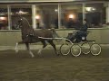 Show Me The Money DHH tuigpaard Ambt Delden Show Me The Money DHH tuigpaard Ambt Delden