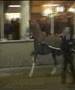 videos de Show Me The Money DHH tuigpaard Ambt Delden