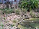 Croc Walking