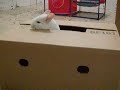 Peek-A-Boo Chinchilla