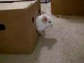 Peek-A-Boo Chinchilla