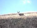 Deers doing....deer stuff