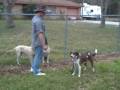 Master Plan Canine Rehab