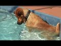 Toby Fishing in the Pool