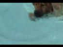 Toby Fishing in the Pool