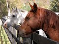 The Beauty Of Horses