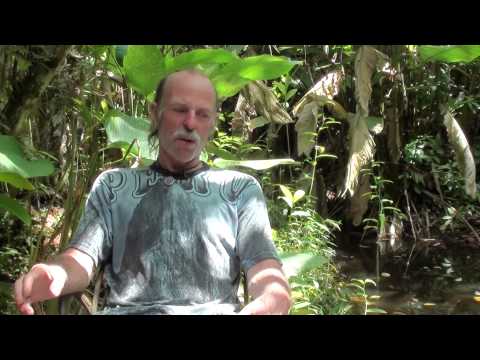 how to harvest dmt from plants