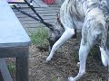 Safira digging