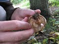 Paxillus involutus, laminae