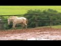 Lusitano for Dressage - Nicolusitanos - Barbara