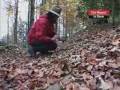 Video ansehen