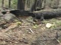 Morel hunting in a burn
