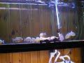 Mixed Piranha Shoal Feeding Mixed Piranha Shoal Feeding
