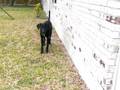 videos de Jude zoomies