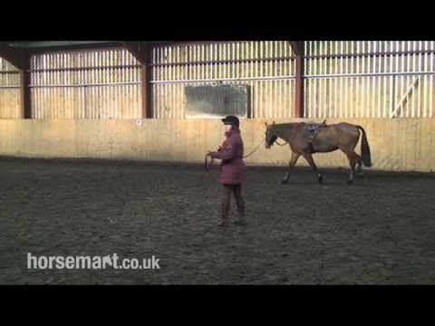 how to properly lunge a horse
