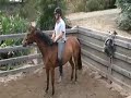 Equitana 2008 - The Way of the Horse continued_02part2.mov