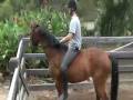 Equitana 2008 - The Way of the Horse continued_02part2.mov