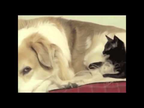 αστειο βιντεο