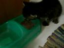 weaning