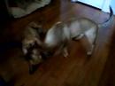 Chico and Samy playing again