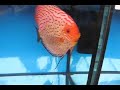 Discus Discus