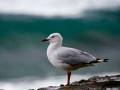 Seagull's Waltz