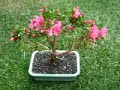 My Azalea bonsai coming into flower