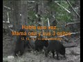 Cacer�a de Oso Negro en Canada (cazarco)
