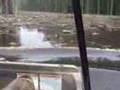 Mike, Dan, Squeak and Bisquit in the swamp