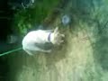 labrador unique le chien du foot P.S.G