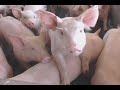 Bioseguridad en granjas porcinas