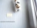 Gato escalador