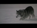Eight Below - Lullaby
