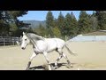 Thoroughbred Running Around In Outdoor Arena