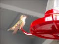 Hummingbirds Feeding On The Sunshine Coast Hummingbirds Feeding On The Sunshine Coast