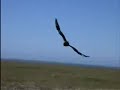 The Great Skua