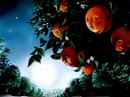 Dreamlands: Animated Children's Bedtime Story