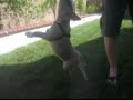 Blue Nose Pitbulls in Temecula -Torque