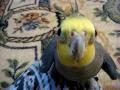 自作の曲を歌うオカメインコ