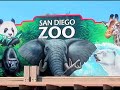 san diego zoo pandas kangaroo binturong kookaburra!