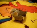cockatiel playing with rubber band