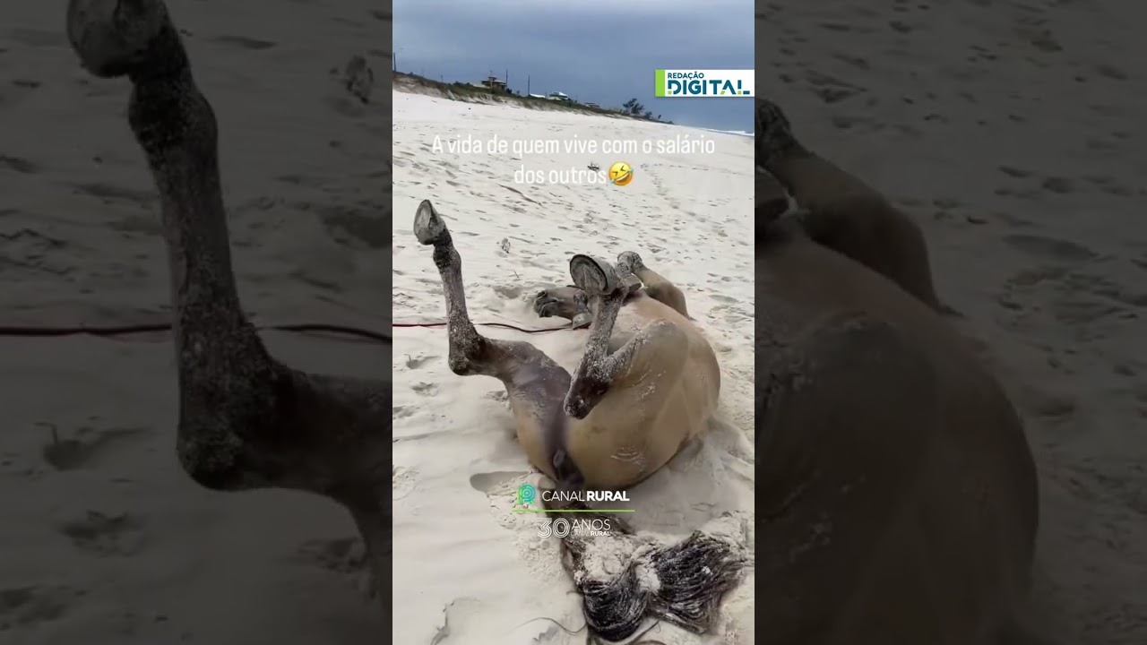 Capitão curte dia de praia e mostra que vida de cavalo também pode ser tranquila