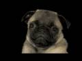 Supercuuute (baby pug puppies)